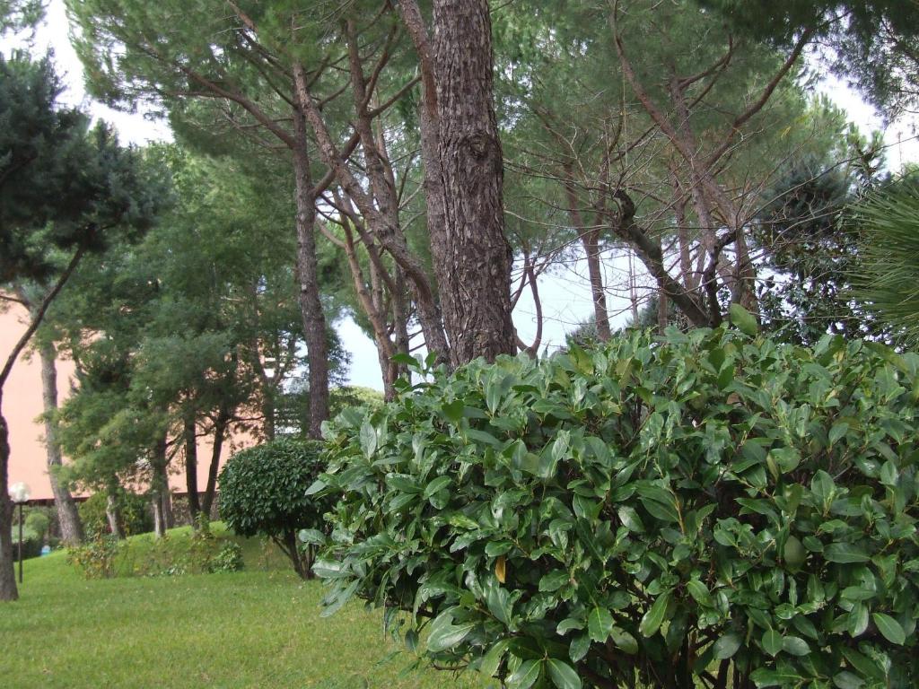 Tellene * Roma