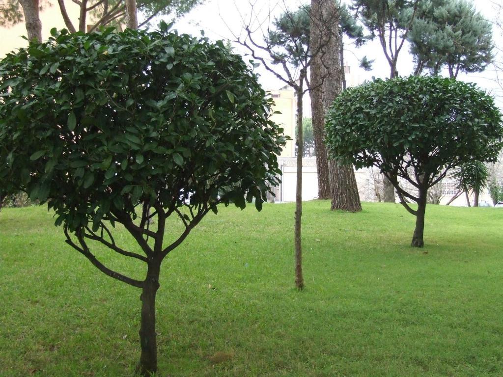 Tellene Acomodação com café da manhã  *